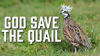 204. Inside Texas Quail Country: How One Ranch Is Saving Wild Quail!