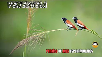 VENEZUELA: Paraíso de AVES Bellas y ESPECTACULARES | DOCUMENTAL Completo