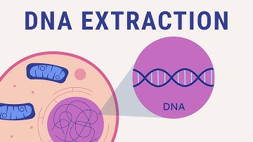 DNA extraction explained | biology animation