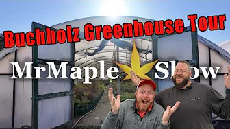 Buchholz Japanese Maple Greenhouse Tour | Rare Japanese Maples & New Introductions