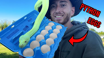 My Carpet Python Laid Eggs!!