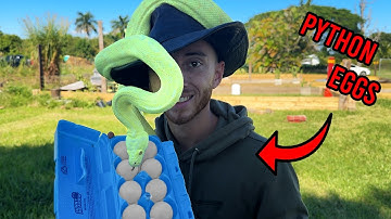 My Carpet Python Laid Eggs!!