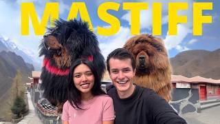 The $1,000,000 Tibetan Mastiff