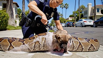 rescue animal:: Giant Python Attacks Puppy, But This Hero Mother Dog Fights Back! | AMAZING RESCUE