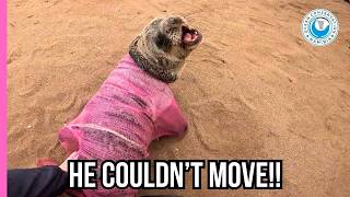 Seal Was Wrapped Like a Mummy!