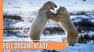 Inside the World of Bears | Full Documentary