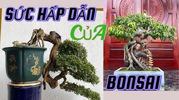 “Bonsai: Nghệ Thuật Sống Với 5 Điểm Đặc Biệt”#ChămSócBonsai #SứcHấpDẫnBonsai #BonsaiĐộcĐáo