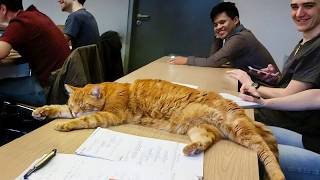 Cat stole the show again! 😂 Funny Cat Videos