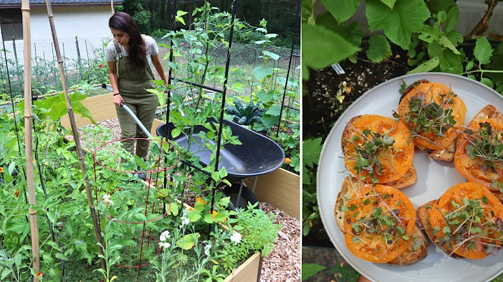 Planting Basil Seeds, Mulching Beds & Microgreens Harvest | Garden to Table VLOG