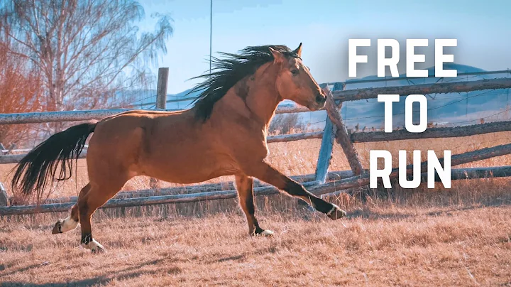 This Mustang is Beautiful! - Our Horse Is Healing!