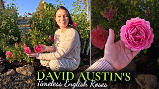 🌹 English Roses | David Austin Bare Root Roses 🌹