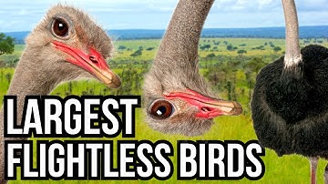 Ranking All 7 Continents By Their Largest Flightless Bird - From Smallest To Largest
