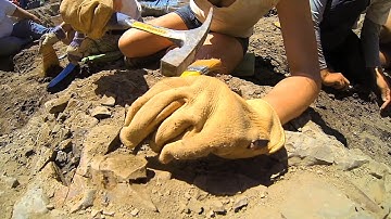 Archéologie : sur les traces des dinosaures