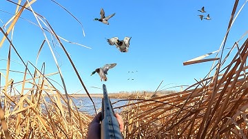 Mallard TRIPLE In Flooded CATTTAILS (Limited Out) Solo Duck Hunting
