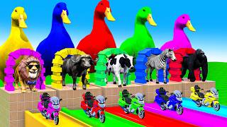 5 Giant Duck Cartoon, Cow, Mammoth, Elephant, Lion, Paint Wild Animals Crossing Fountain Animation