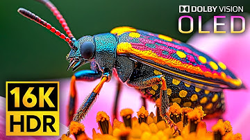 Most Craziest Dolby Vision 16K HDR 240fps (8K 4K Video for TV)