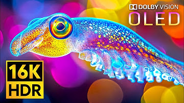 Most Craziest Dolby Vision 16K HDR 240fps (8K 4K Video for TV)