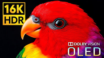 Most Craziest Dolby Vision 16K HDR 240fps (8K 4K Video for TV)