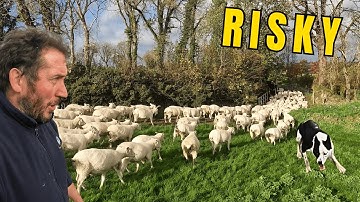 Farming – Rams, Risks & Rewards