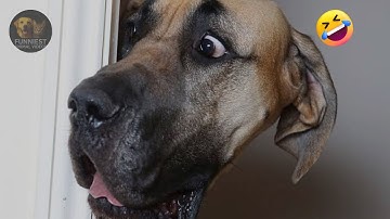 Try Not To Laugh 😂 Funny Cats and Dogs  - Funny Animal Compilation videos 2025 part# 14