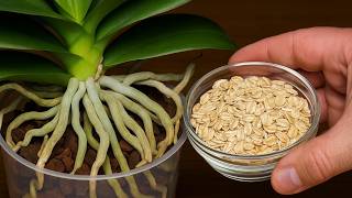 This is the best organic fertilizer for your orchids! Lush flowers all year round!