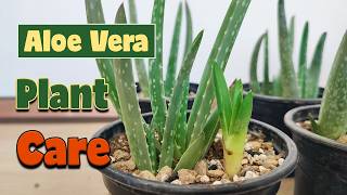 Aloe vera plant care | How to care aloe vera at home ?