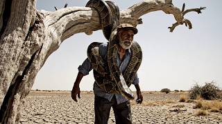 Helpless and Trapped: Brave Woman Saves Elderly Man from Giant Python's Deadly Grip