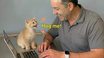 Wanneer je kat terug begint te praten als een mens! 😂