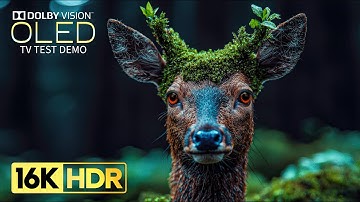 Amazing OLED TEST Demo | 16K Video ULTRA HD 120 fps | Dolby Vision