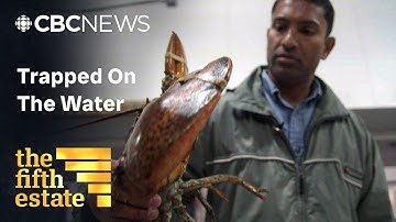 The dark side of Canada’s lobster industry | Full episode | the fifth estate