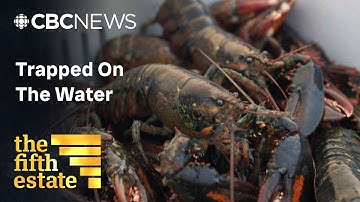 The dark side of Canada’s lobster industry | Full episode | the fifth estate
