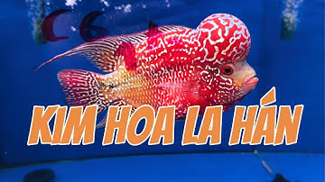 Cá La Hán Châu Đỏ – Kim Hoa Đẹp, Dễ Nuôi, Hiếm Hàng – Giao Lưu Cùng Anh Em Đam Mê