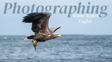 Photographing Britain’s Largest Bird of Prey | The White Tailed Eagle