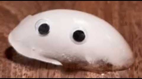 Empathy for the Inanimate