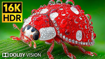 Amazing 16K HDR at 120fps Video - Dolby Vision (4K / 8K OLED TV DEMO)