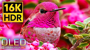 Most Epic 16K VIDEO ULTRA HD 120fps - 16K HDR Dolby Vision with Relaxing Sleep Music