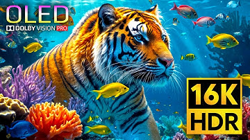 Most Epic 16K VIDEO ULTRA HD 120fps - 16K HDR Dolby Vision with Relaxing Sleep Music