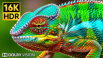 Most Epic 16K VIDEO ULTRA HD 120fps - 16K HDR Dolby Vision with Relaxing Sleep Music