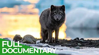 Wild Iceland - A Journey Through Iceland's Untamed Wilderness | Free Documentary Nature