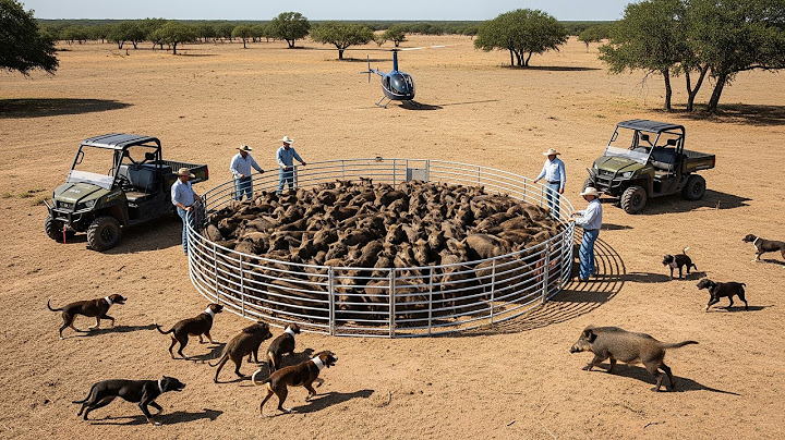 How farmers deal with hundreds of wild boars in the countryside | Extreme wild boar hunting