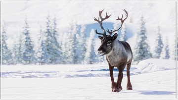 Building a Perfect Cozy Winter Zoo in Planet Zoo Franchise Mode