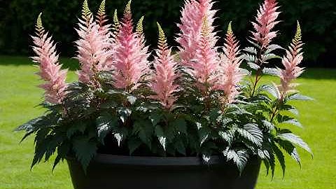 Schaduwplanten die snel groeien en de potten snel vullen