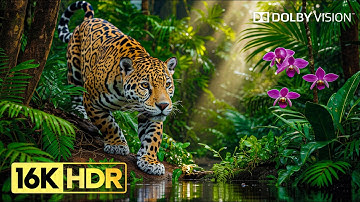 Absolutely Insane 16K HDR Video ULTRA HD 240 fps | Dolby Vision (8K/4K TV)