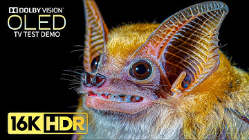 Absolutely Insane 16K HDR Video ULTRA HD 240 fps | Dolby Vision (8K/4K TV)