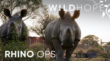 Why Dehorning Rhinos May Be Their Only Path to Safety | WILD HOPE
