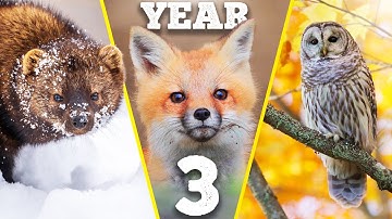 THREE YEARS of building a wildlife paradise on my land