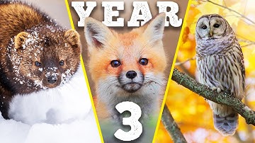 THREE YEARS of building a wildlife paradise on my land