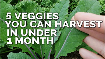 5 Fast Growing Veggies You Can Harvest in Under 1 Month