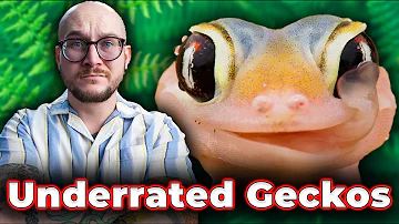 The Most UNDERRATED Geckos You’ve Never Heard Of