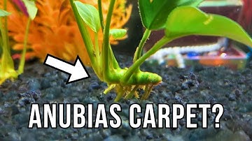I Tried to Make an “Anubias Carpet” — Did It Work?